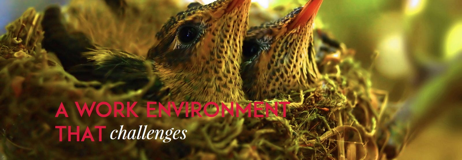 About Cherry Hill Interiors Cherry Hill Interiors